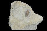 Ultra Rare Rielaspis Trilobite - Ontario, Canada #179439-3